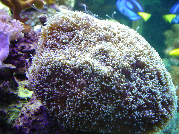 Galaxy coral (normal)