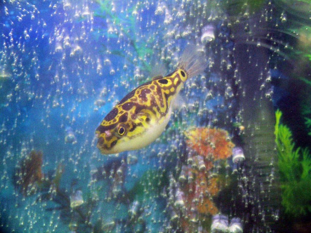 and here is a pic of the fat one playing in the bubble wall!!