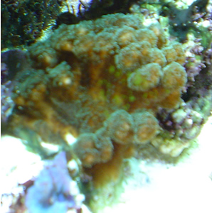 Pracillapora coral for trade 2