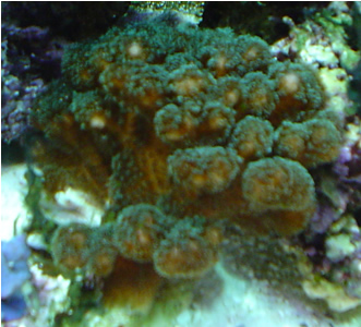 Pracillapora coral 1
