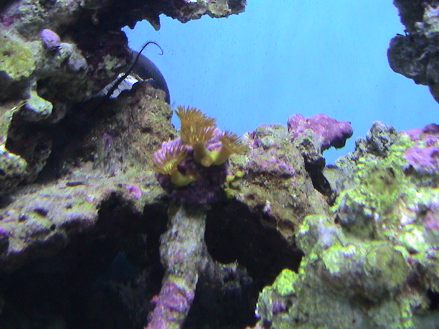 colonial polyps mounted on a small branching piecel