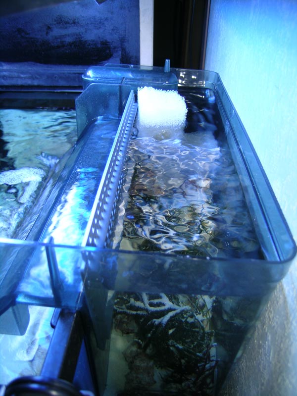 Top view of the fuge and water returning into the tank.