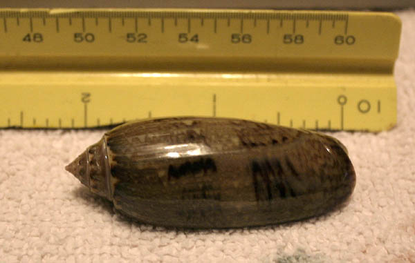olive snail.jpg