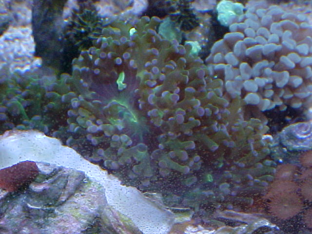 Frogspawn from shawns old set up and Jeffs tank