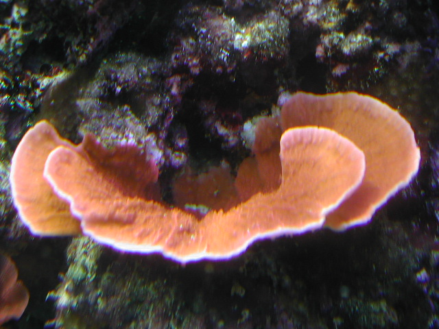 Orange Montipora cap 7-1-03