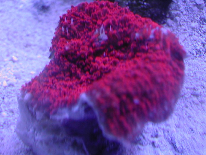 Red Echinophyllia