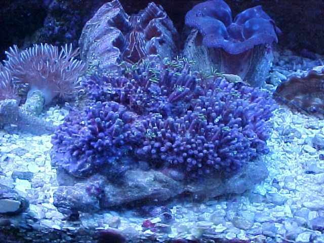 Star Polyps, I just turned the lights on so they are not out yet