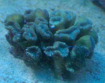 Trumpet Coral (Caulastrea sp.)
<br />Lighting: 14K 175W MH + two 54W T5 Actinics
<br />Size: (approx.) 3.25&amp;quot; x 2.5&amp;quot;