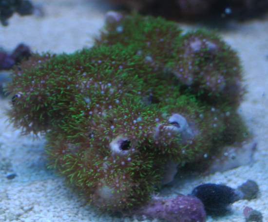 Green Metallic Star Polyps
<br />Lighting: 4x54W T5 50/50 + Actinic
<br />Size: (approx.) 3&amp;quot; x 3&amp;quot;
