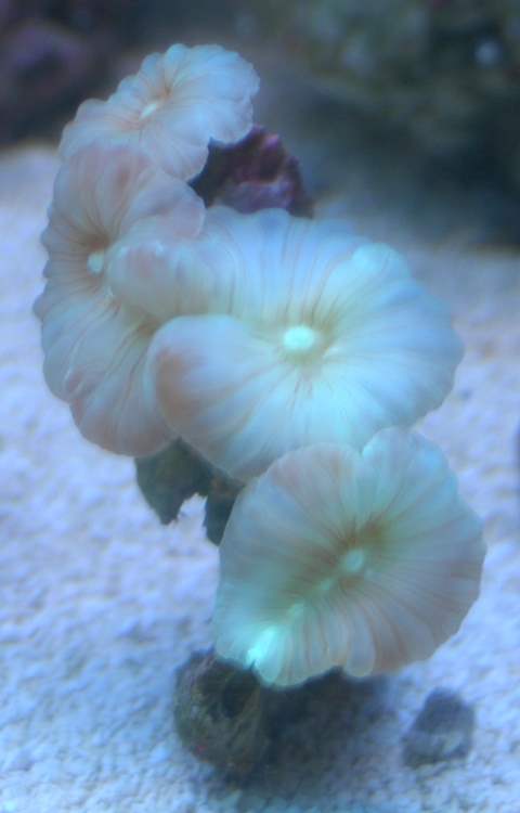 Fox Coral (Nemanzophyllia turbida)
<br />Lighting: 4x54W T5 50/50 + Actinic
<br />Size: (approx.) 3.25&amp;quot; x 1&amp;quot;