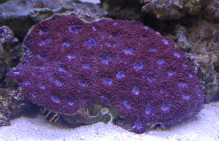 Acanthastrea echinata
<br />Lighting: 2 Actinic + 2 10K VHOs
<br />Size: (approx.) 5&amp;quot; x 3&amp;quot;