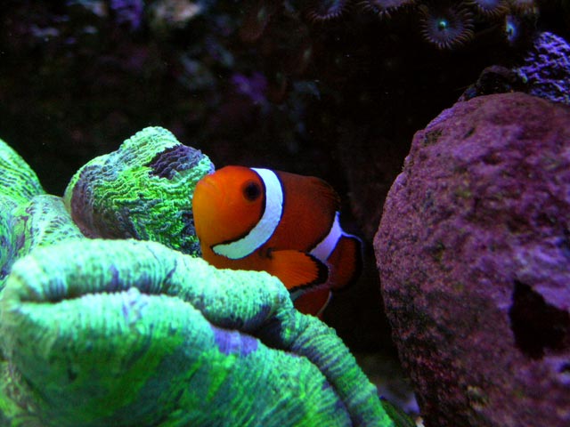 A pretty Clownfish