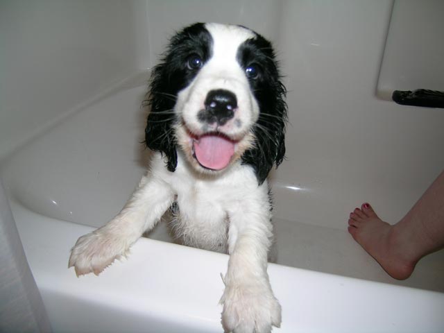 First time in the bathtub: Gee, this bath thing seems kinda fun!
