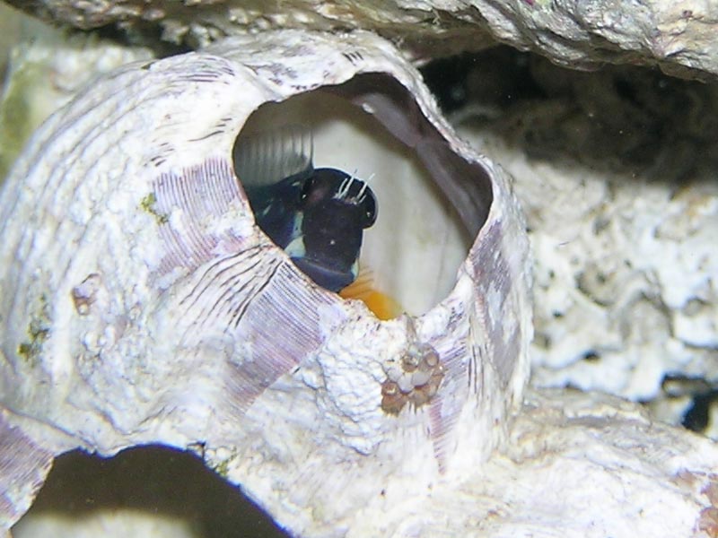 My Bicolor Blenny being cute in his new home.. Help me pick out a name for him!