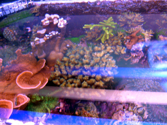 Aquarium 017.jpg