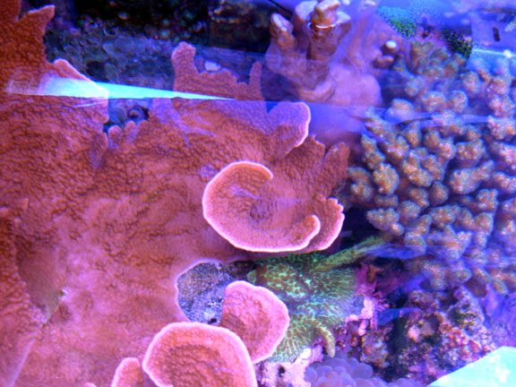 Aquarium 002resize.jpg