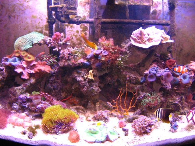 46 gal reef - my baby