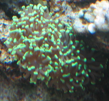 hammer large frag/small colony