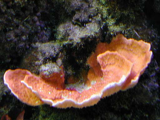 Orange Montipora cap.