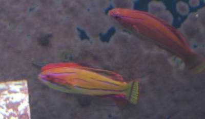 Fairy Wrasses... here is Sue's showing off...