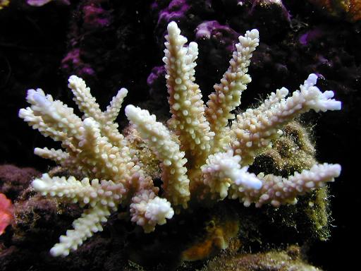 Blue tipped Acropora