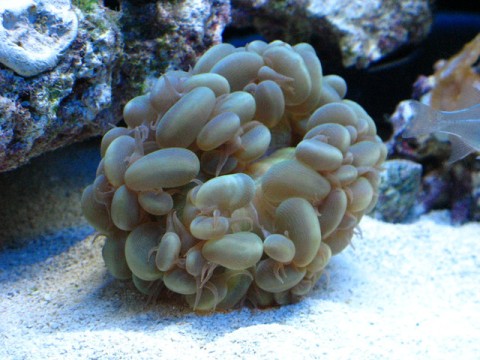 Green Bubble - $40  This is a bad picture.  This is a very nice bubble coral.