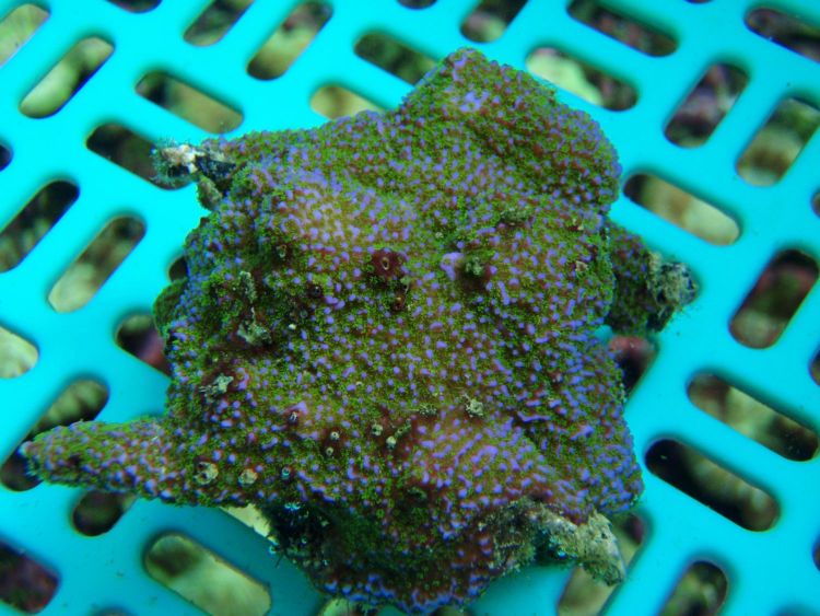 1/2&amp;quot; to 1&amp;quot; Frag $20