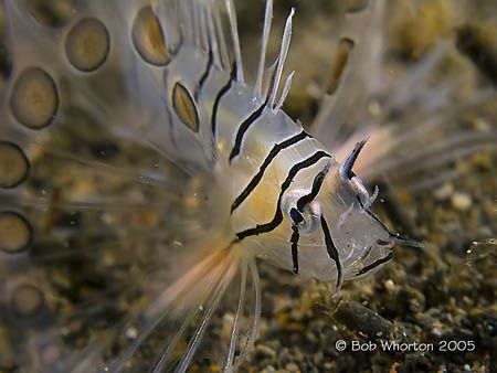 baby lionfish.jpg