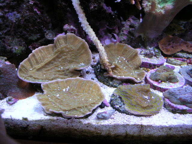 Green w/ blue polyps Monti cap frags, and the encrusting one