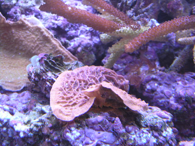 Pinkish Encrusting coral
