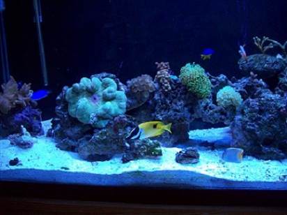 half of my old reef