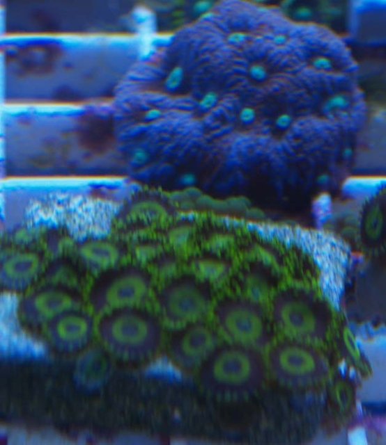 la laker war coral.jpg