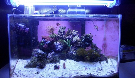 fish tank!! 006.JPG