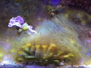 Yellow polyps
