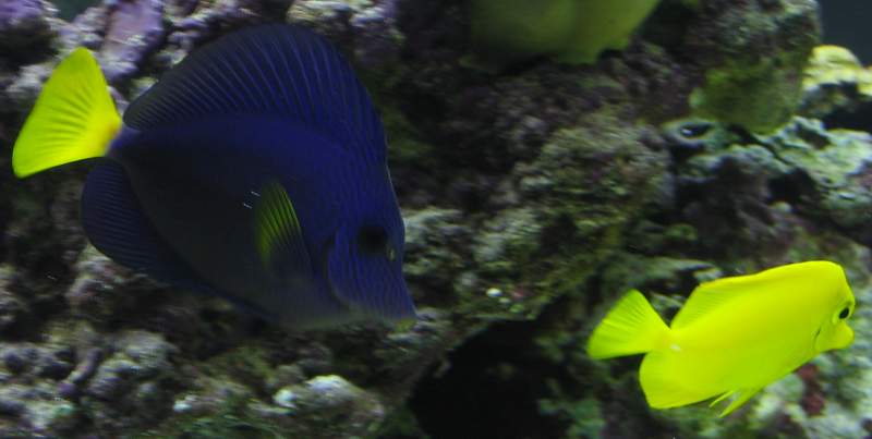 purple tang from Rad, awesome!