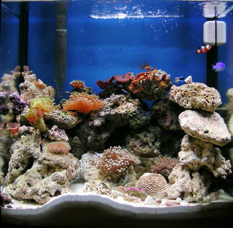 My tank as of today...you can barely see my little Molly Miller Blenny hiding on the rock on the bottom.