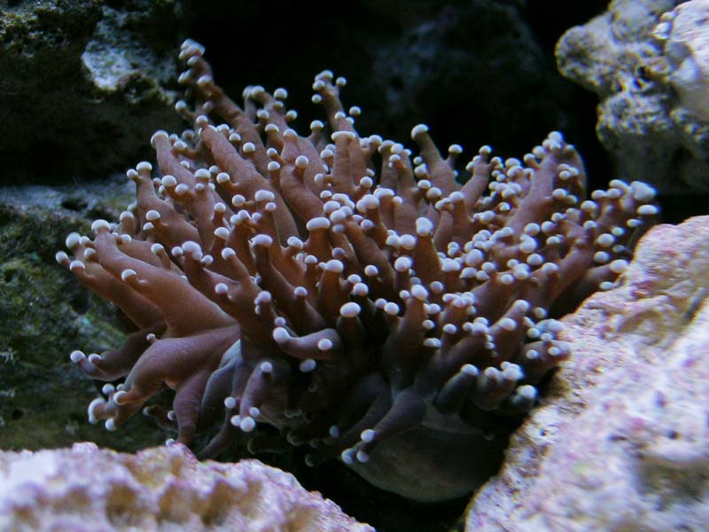 Here is my dull frogspawn...