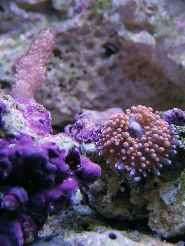 a pretty riccordia frag (has 3 more polyps on the back side-but are green/purple) that I got from Aquaria for $10..the polyp was the size of an eraser head but now its the size of a quarter.