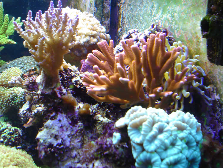 mixed corals
