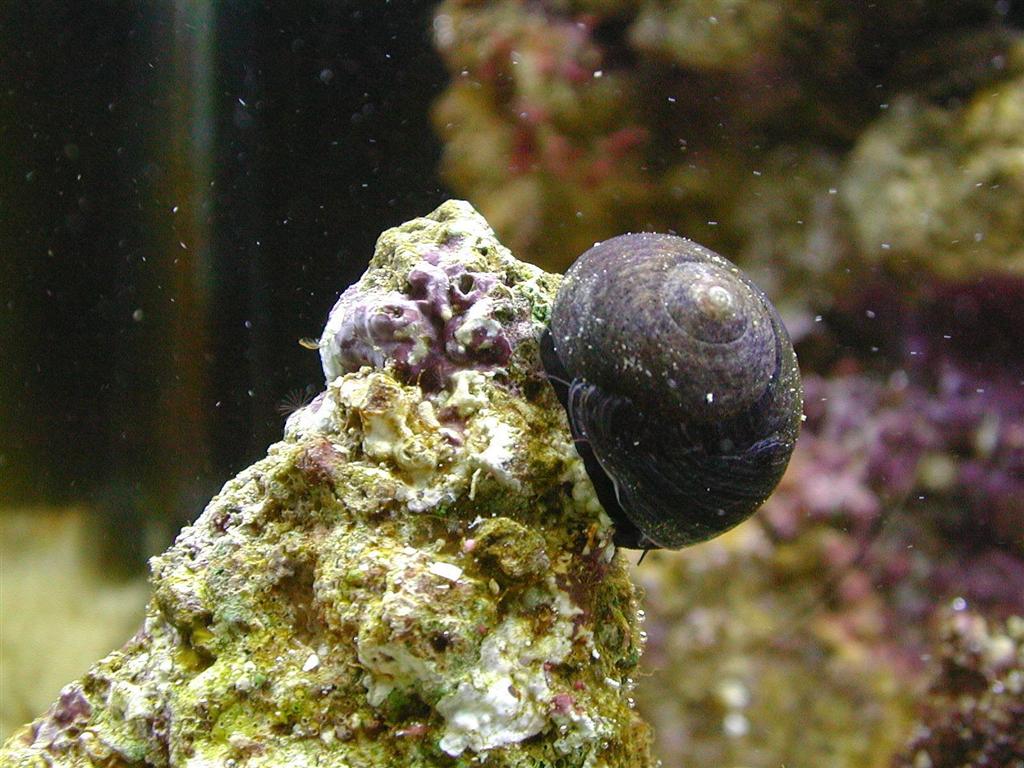snail  10-5-2000 (Large).jpg